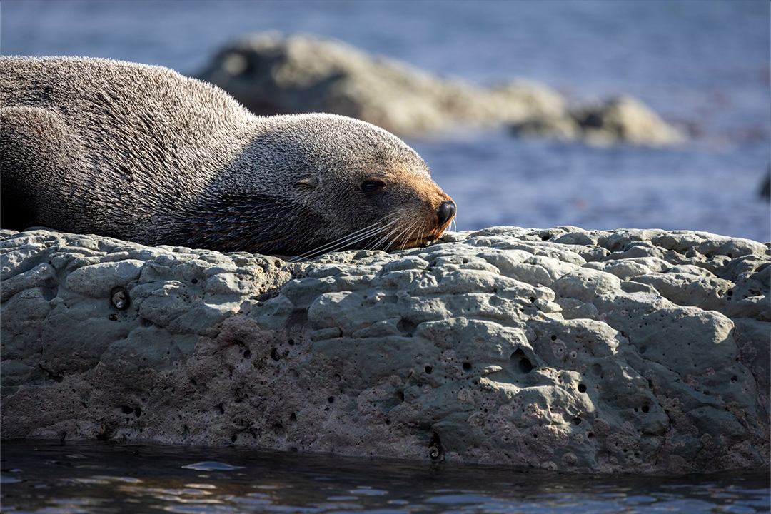 Seal On Rocks near Kaikoura