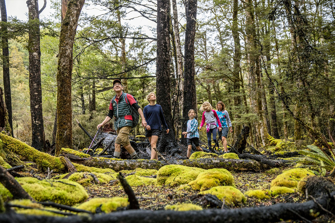 Murchison Hiking In Forest