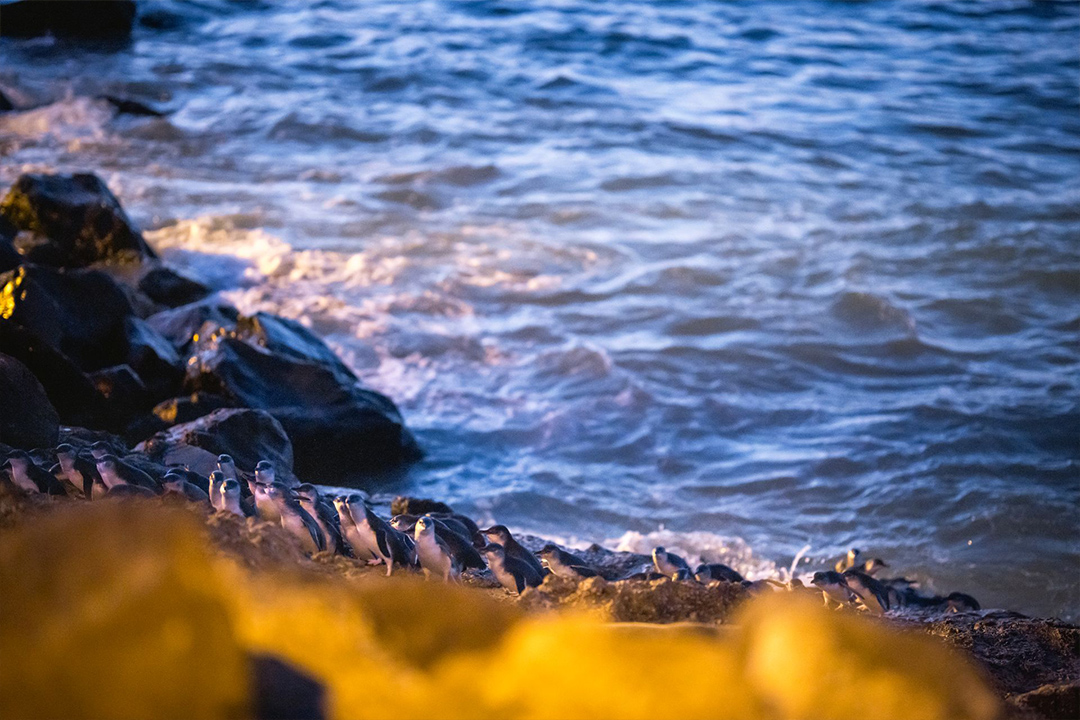 Oamaru Penguins Coming Ashore 1080×720