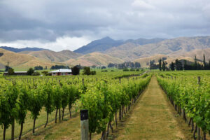 Blenheim Vineyard Grapes