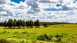 Dargaville Grassy Hills