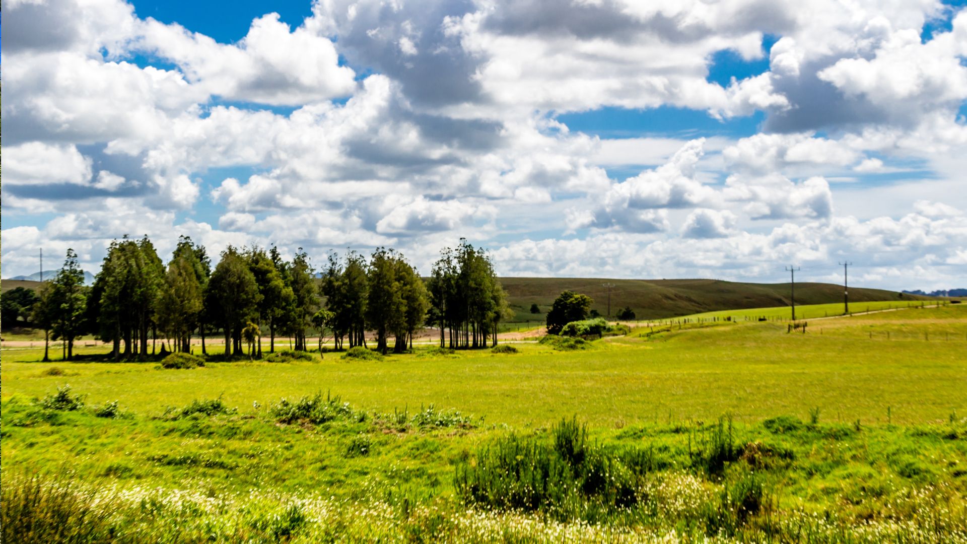 Dargaville Grassy Hills
