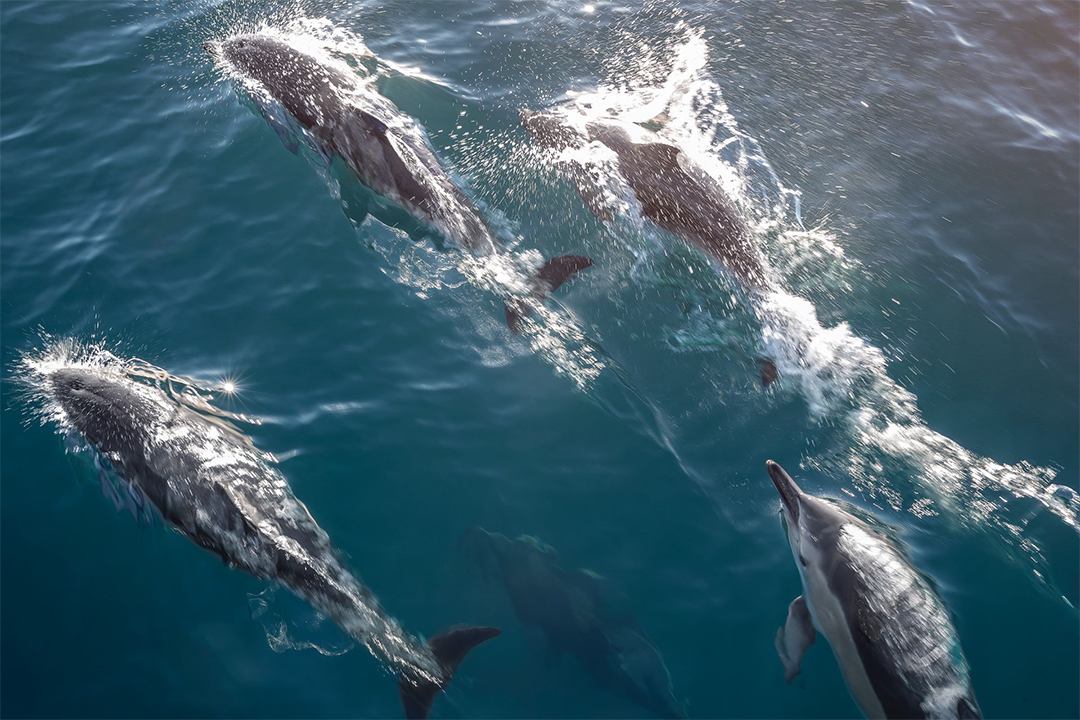 Dolphins Play In The Waters