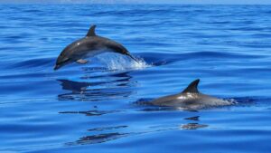 Dolphins Play Off Coast In New Zealand
