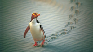 Dunedin Penguin Palace Penguin Walking Across Beach 1920×1080