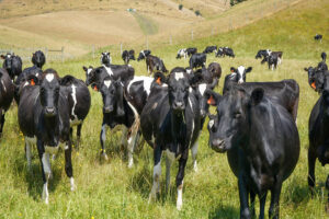 Geraldine Hills with Cows