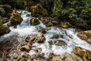 Hollyford And Martins Bay Encounter Running Creek