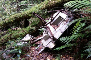 Kaiparoro Track Manawatu Dense Forest