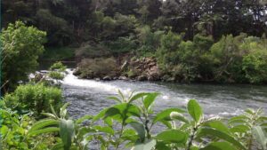 Kerikeri River Running Through Woods
