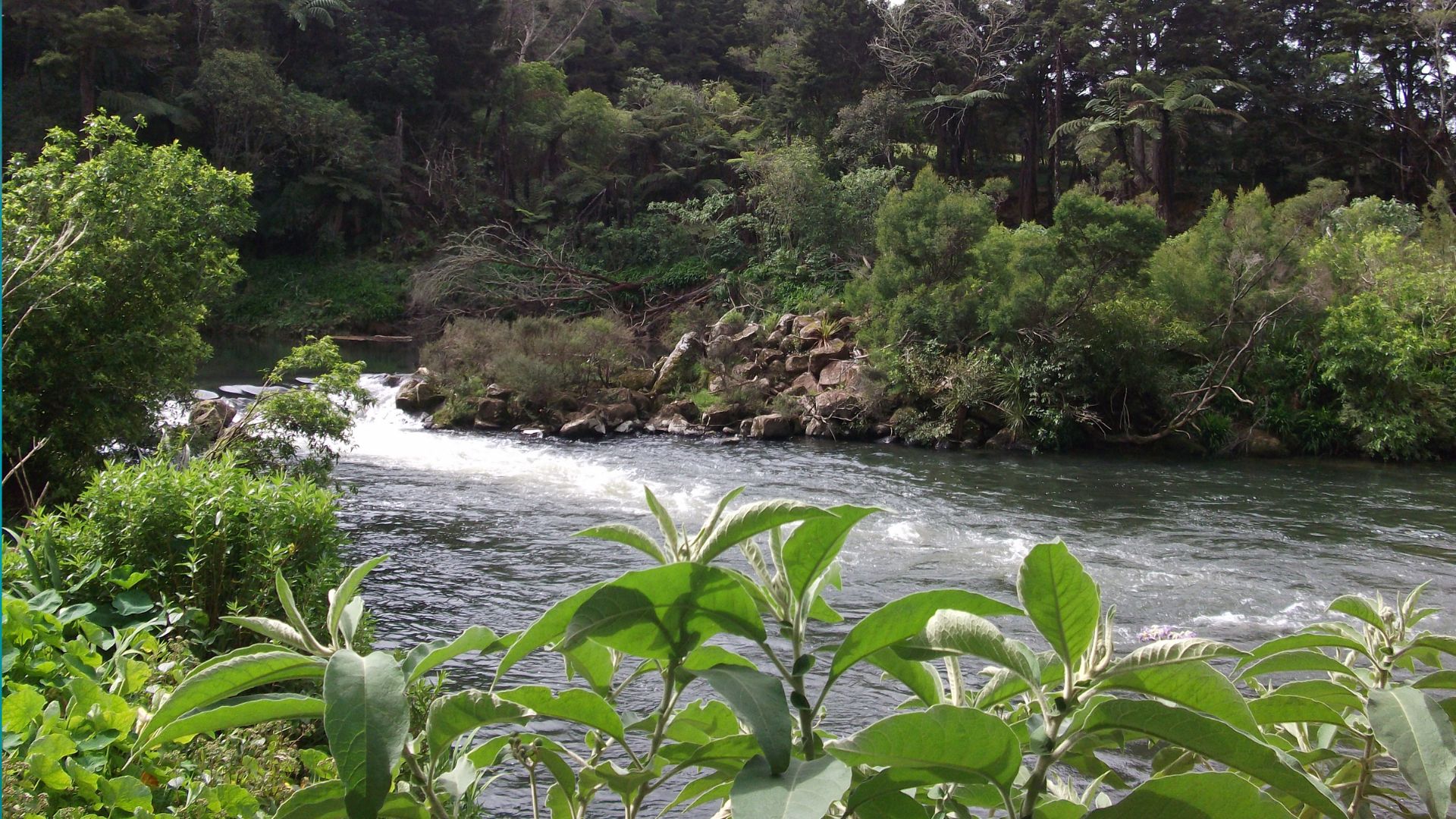 Kerikeri River Running Through Woods