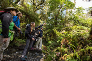 Milford Track Guided Walk From Te Anau Group Explores Forest