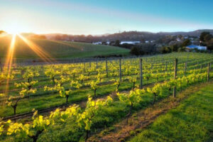 More Than Wine Tour Vineyard And Tasting