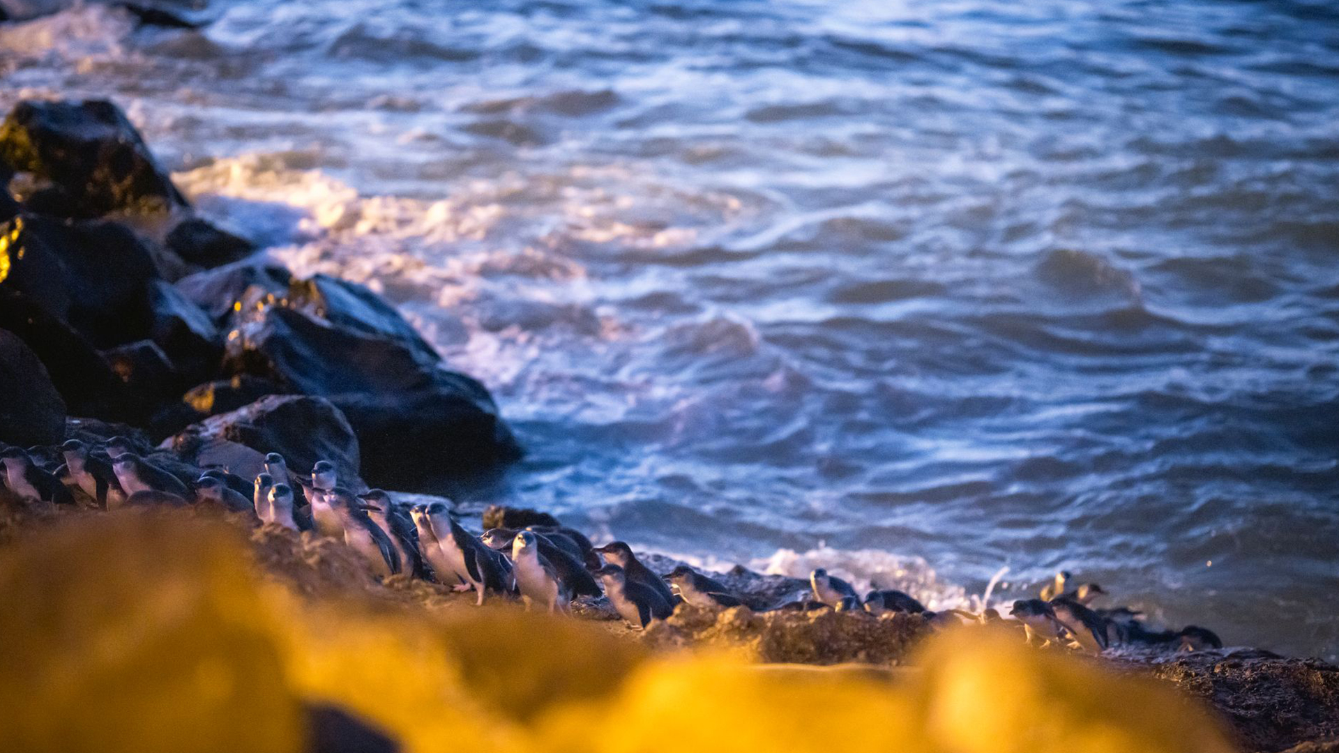 Oamaru Penguins Coming Ashore