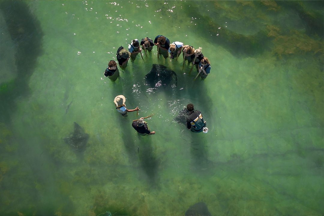 Poverty Bay Sealife Stingrays