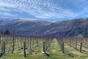 Private Charter Wine From Queenstown Vineyard