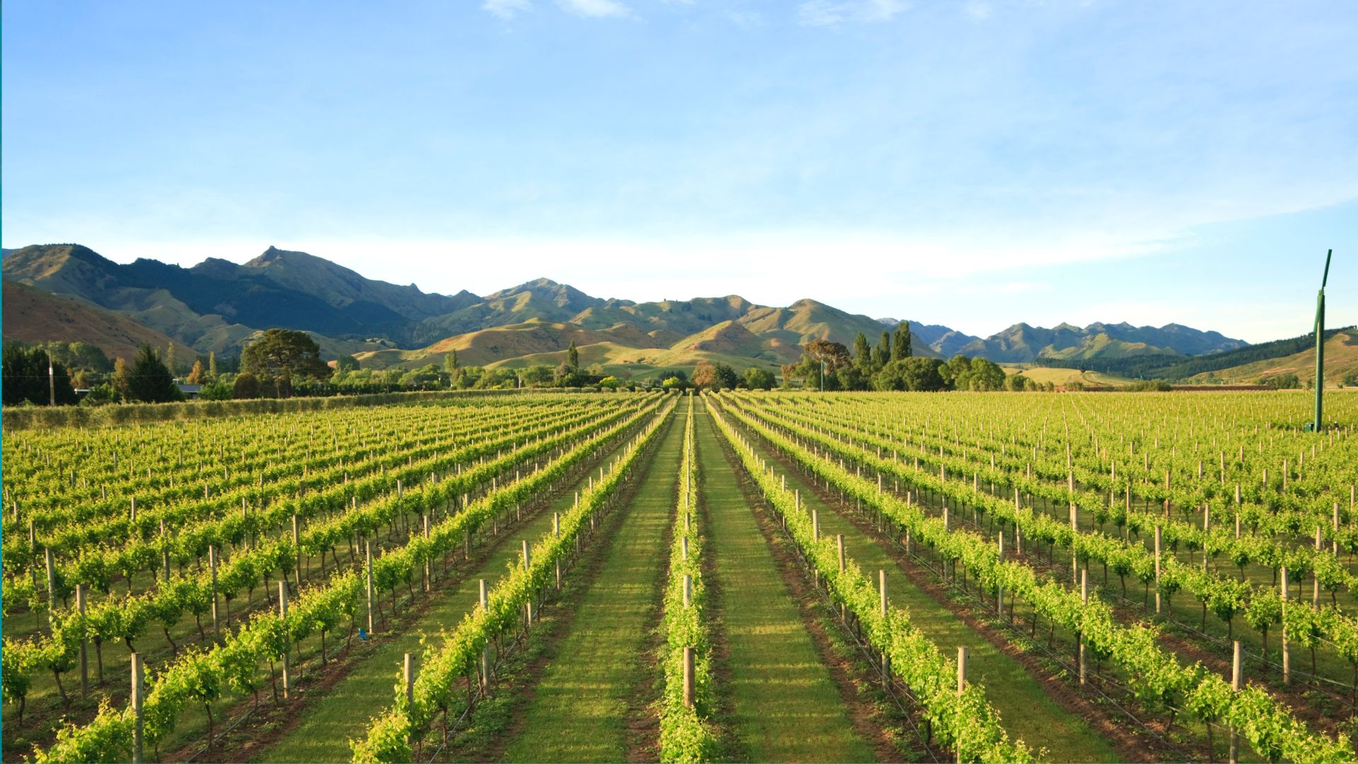 Vineyard One Of Many In New Zealand