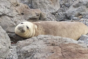 Wairarapa Full Day Tour Seal On Rocks