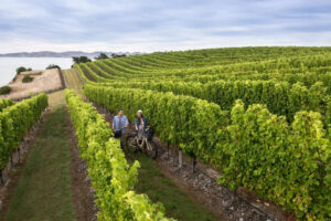 Cruise Ship Days Hop On Off Wine Beer Food Group Tours Vineyard
