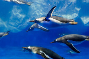 General Admission To Sea Life Kelly Tarlton Aquarium Penguins Swimming