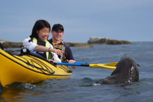 Guided Private Wildlife Experience Seal Plays Near Kayak