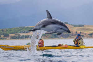 Guided Wildlife Kayaking Experience Playful Dolphin Jumps Out Of Water Near Kayakers
