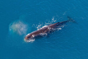 Kaikoura Helicopters Classic Whale Watch