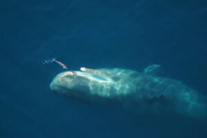 Kaikoura Helicopters Extended Whale Watch Whale From Above 1080×720
