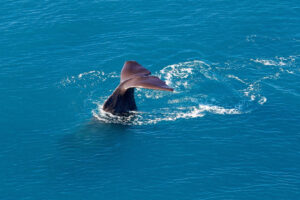 Kaikoura Helicopters Top N Tail Whale Watching Tail Out Of Water