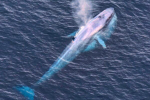 Kaikoura Whales From Christchurch View From Helicopter