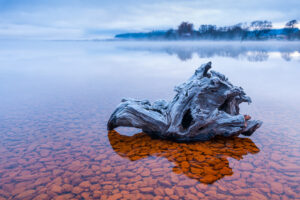 Middle Earth Photography Workshop Tree Stump In Shallow Water