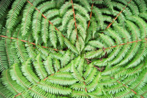 Private Group Photography Tour Leaves Of Tree