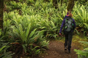 Private Kepler Track Short Guide Walk Hiker Walks Amoung Forest Of Ferns