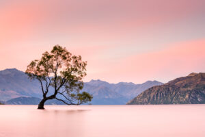 Private Wanaka Photography One Day Tour Wanaka Tree