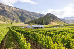 Queenstown Heli Wine And Food Tour View Of Vineyard