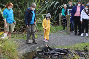 Scenic Kapiti Coast Tour Child Feeds Animals
