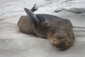 Scenic South Wairarapa Full Day Tour Seal Play On Sand
