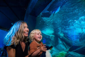 Sea Life Kelly Tarlton Aquarium General Admission Family Looks At Fish