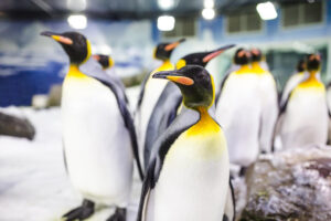 Sea Life Kelly Tarlton Aquarium General Tour Penguins