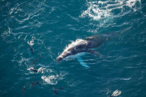 Whale Watch Ocean Safari Whale Comes To Surface